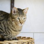 Tischa
