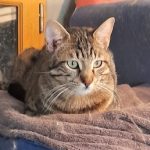 Tischa