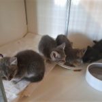 4 des 6 chatons trouvés le 19 juillet