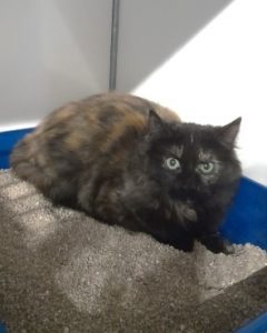 chatte écaille de tortue poil mi-long