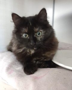 Chatte écaille de tortue poil mi-long