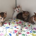 Chatons Annette 2 Resized_20250823_155715