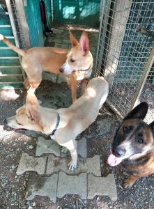 Nala et praline