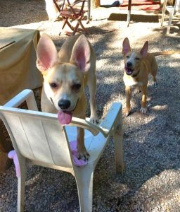 Nala sur la chaise et Praline