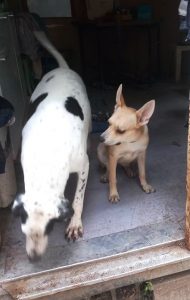 Nala et Apache