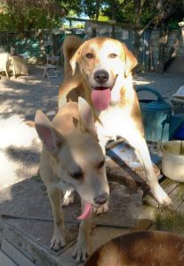Nala et Stan