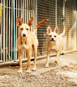 Praline et Nala 2 565629657_1245966984233350_3189002865630267156_n