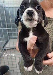 Wanda
