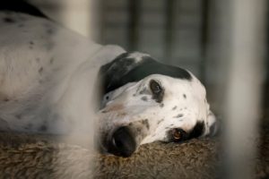 Apache sur sa niche 548140537_1216413200522062_2055077906187167302_n