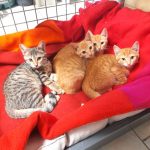 Alya Ambre Ariane Abricot