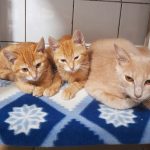 chatons roux plus adulte 2 Resized_20250910_180844