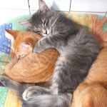 Austin Abricot (adopté)