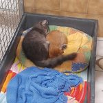 Austin et Abricot (adopté)