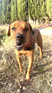 Biscotte 2 581955668_1270852298411485_522663542232137437_n