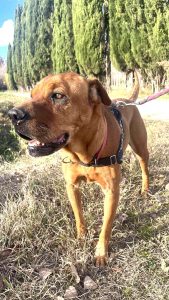 Biscotte 2 83333709_1270852431744805_1306653821084495638_n