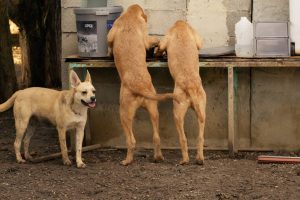 Praline Albus et Mango