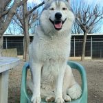 Raïko