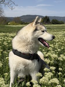 Raïko