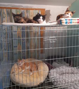 Les quatre nouveaux arrivants