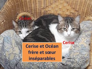 Cerise et Océan