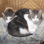 Cerise et Océan