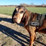 Sixtine nos-femelles-a-l-adoption-63e0dbd361c14