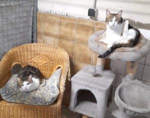 Océan et Cerise