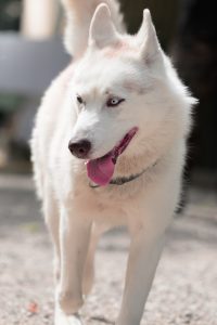 Izahia