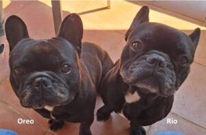 Oreo et Rio