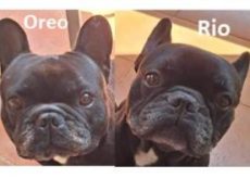 Oreo et Rio