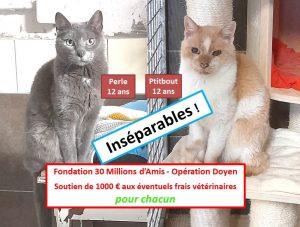 Perle et Ptitbout