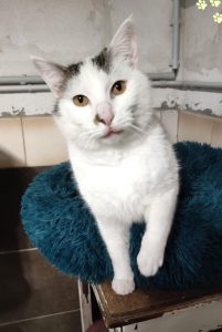 Pitou