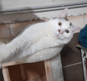 Pitou