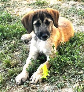 Bonnie 2 IMG-20260618-WA0001