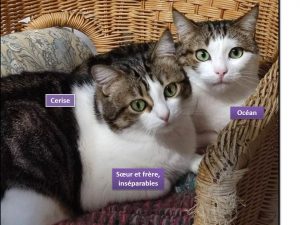 Cerise Océan inséparables