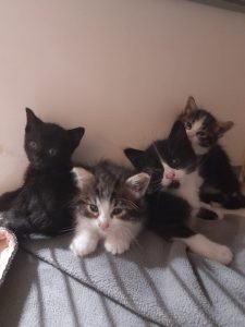 Chatons Luckie IMG-20260527-WA0013