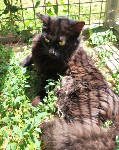 Kitty 2 PHOTO-2026-06-14-19-32-52 2