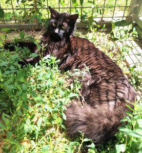 Kitty 2 PHOTO-2026-06-14-19-32-52