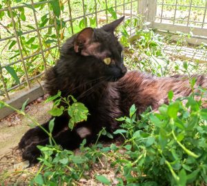 Kitty 2 PHOTO-2026-06-14-19-32-52 3