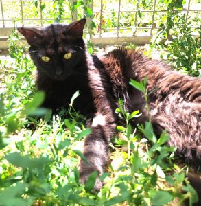 Kitty 2 PHOTO-2026-06-14-19-32-52 4