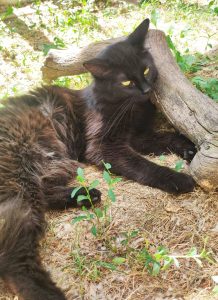 Kitty 2 PHOTO-2026-06-14-19-32-53 2