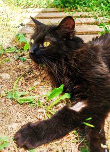 Kitty 2 PHOTO-2026-06-14-19-32-53