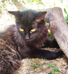 Kitty 2 PHOTO-2026-06-14-19-32-53 3