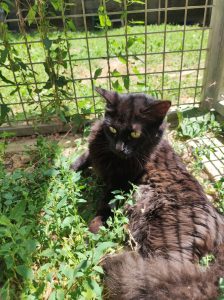 Kitty PHOTO-2026-06-14-19-32-52 2