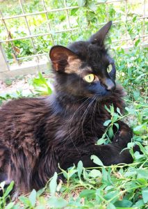 Kitty PHOTO-2026-06-14-19-32-53 4