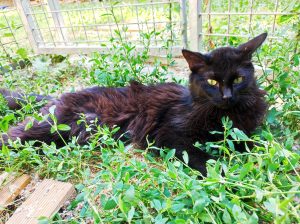 Kitty PHOTO-2026-06-14-19-32-53 5