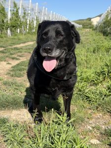 Moka IMG_9375