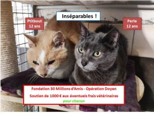 Perle Ptitbout inséparables Opération Doyen
