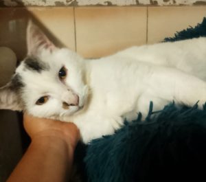 Pitou 2 8e530872-36f7-46d9-91e7-96fc65fc273b