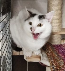 Pitou 2 PHOTO-2026-05-17-18-49-21